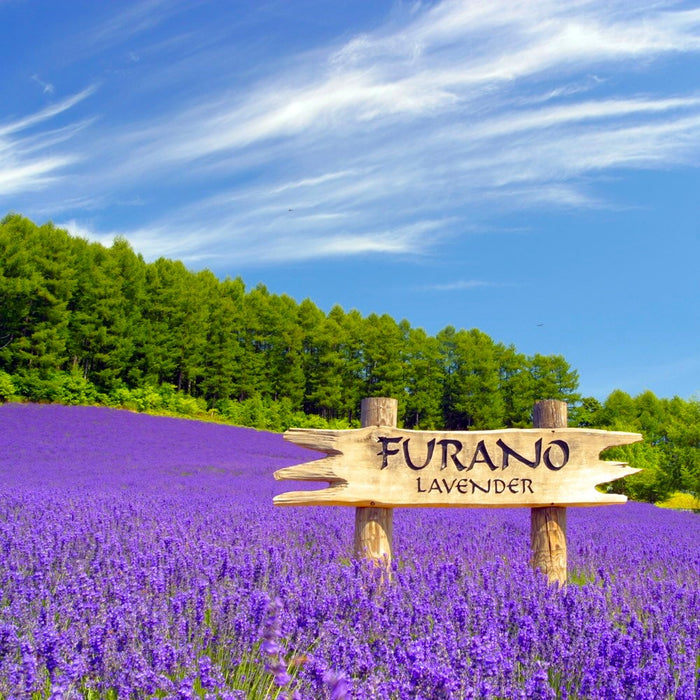 Guided e-bike tour / Furano