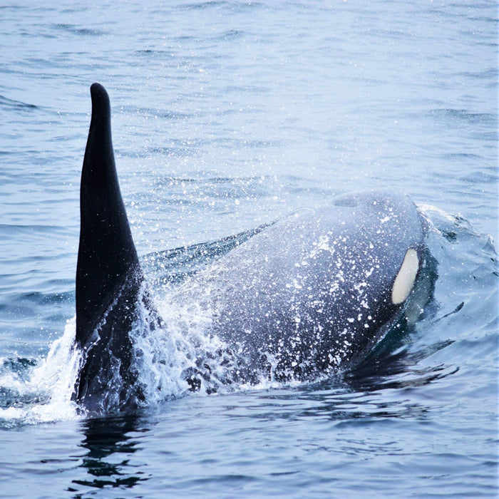 Whale dolphin & bird watching cruise (Summer) / Shiretoko