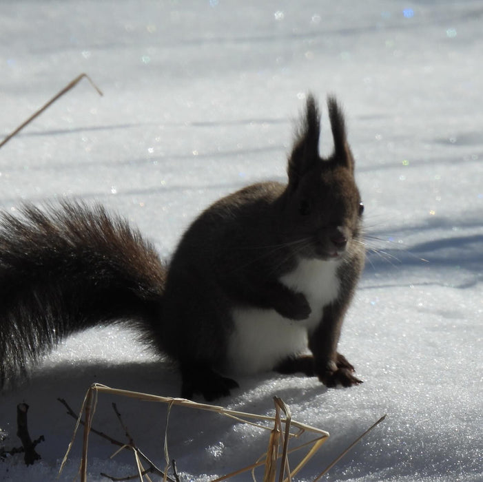 Dog sledding & snowshoe trekking with lunch&dinner + hot spring / Furano