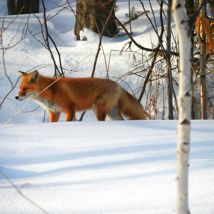 Dog sledding & snowshoe trekking with lunch&dinner + hot spring / Furano