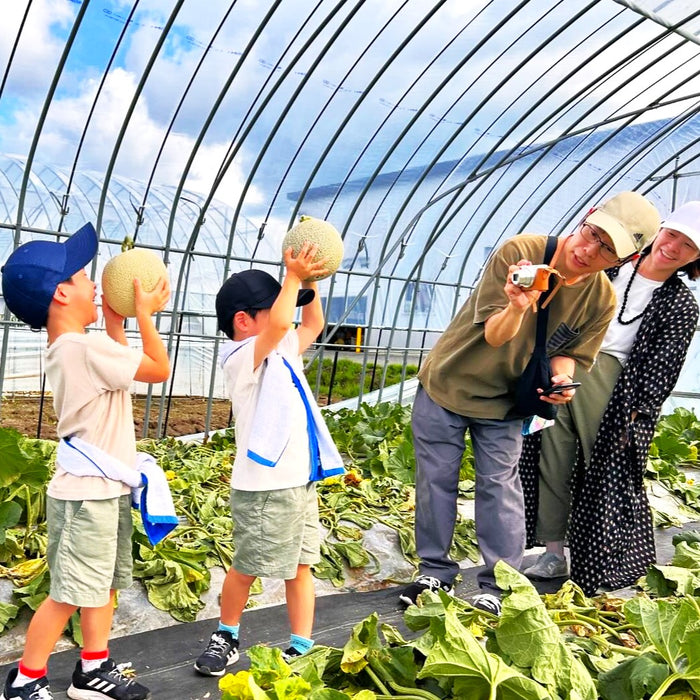 Furano Melon Harvesting / Furano