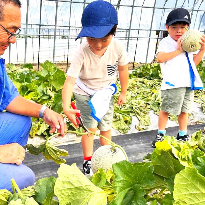 Furano Melon Harvesting / Furano