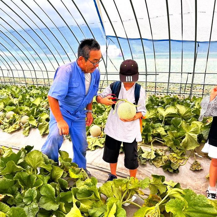 富良野甜瓜收穫 / 富良野