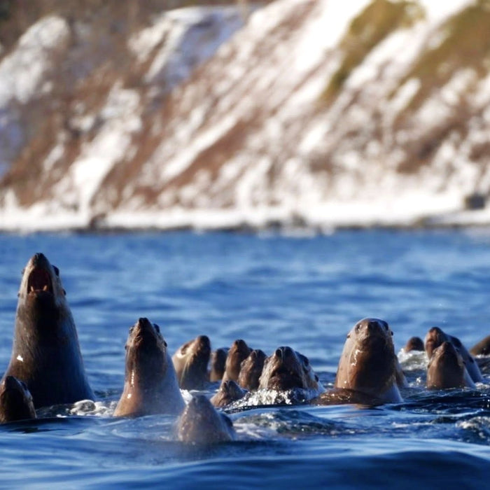 Privage chartered cruise for bear watching cruise / Rausu