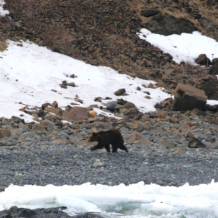 Privage chartered cruise for bear watching cruise / Rausu