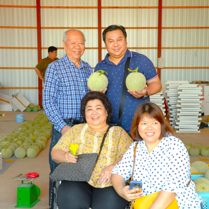 Furano Melon Harvesting / Furano