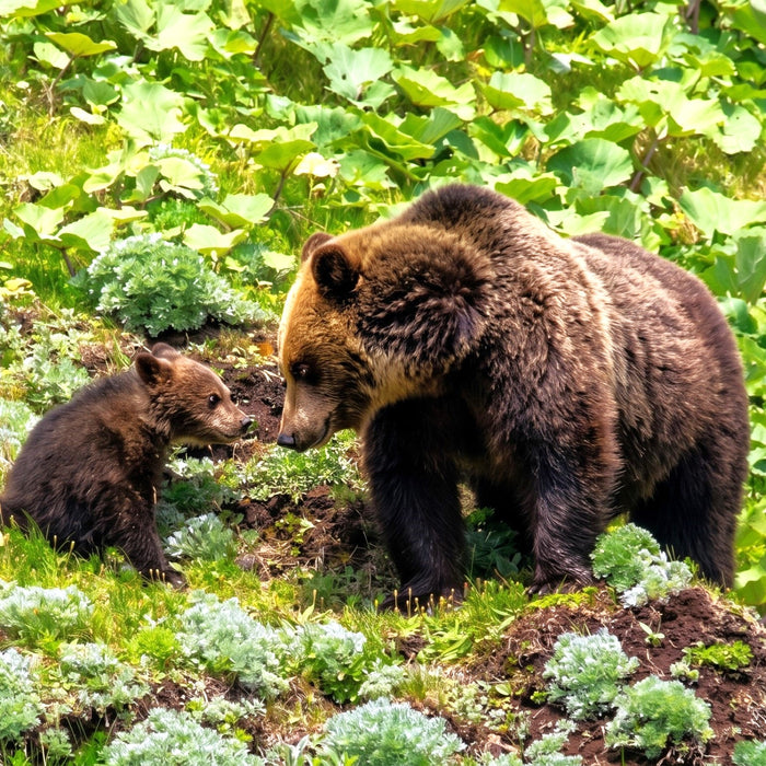 Privage chartered cruise for bear watching cruise / Rausu