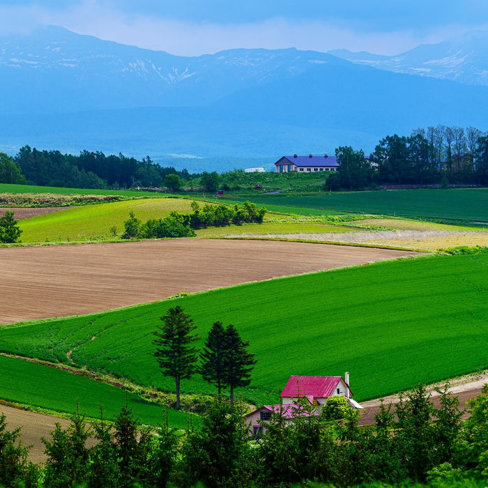 Guided e-bike tour (Shikisai-no-oka) / Biei