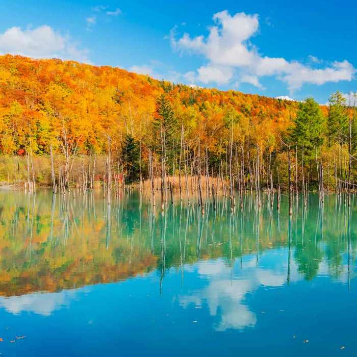 Guided e-bike tour (Blue Pond) / Biei