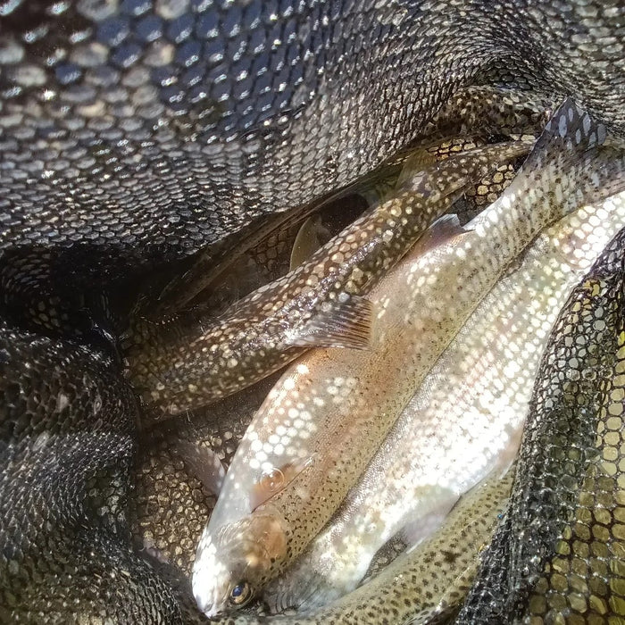 River Fishing  / Furano