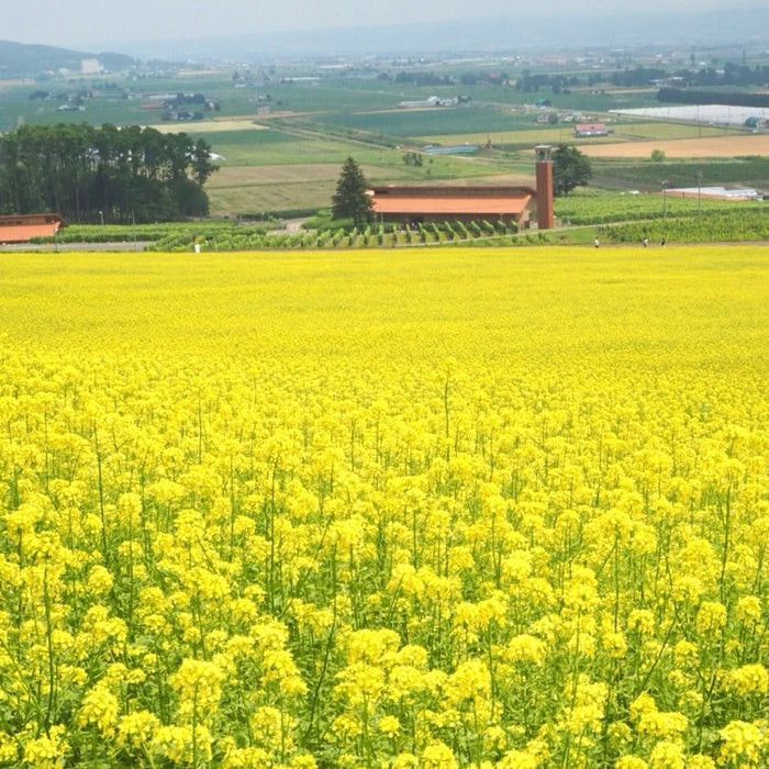 Guided e-bike tour / Furano