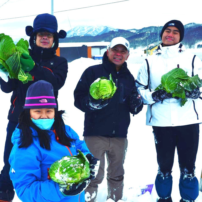 Cabbage tour in winter farm / Furano