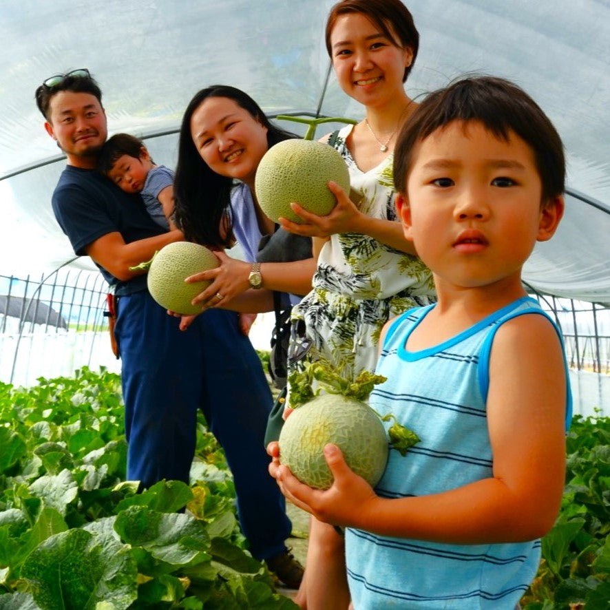 Furano Melon Harvesting / Furano — Hokkaido Xpert Travel
