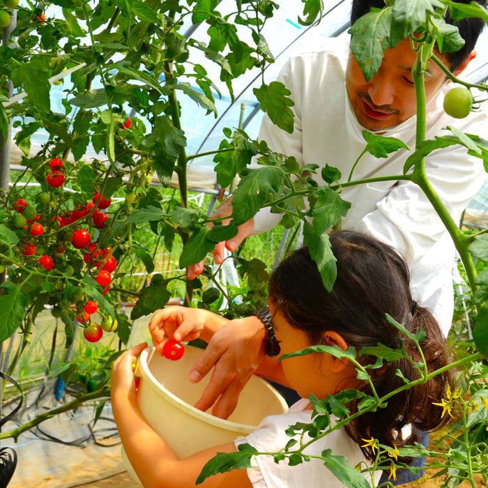 Vegetables Picking & Outdoor Pizza Cooking / Furano