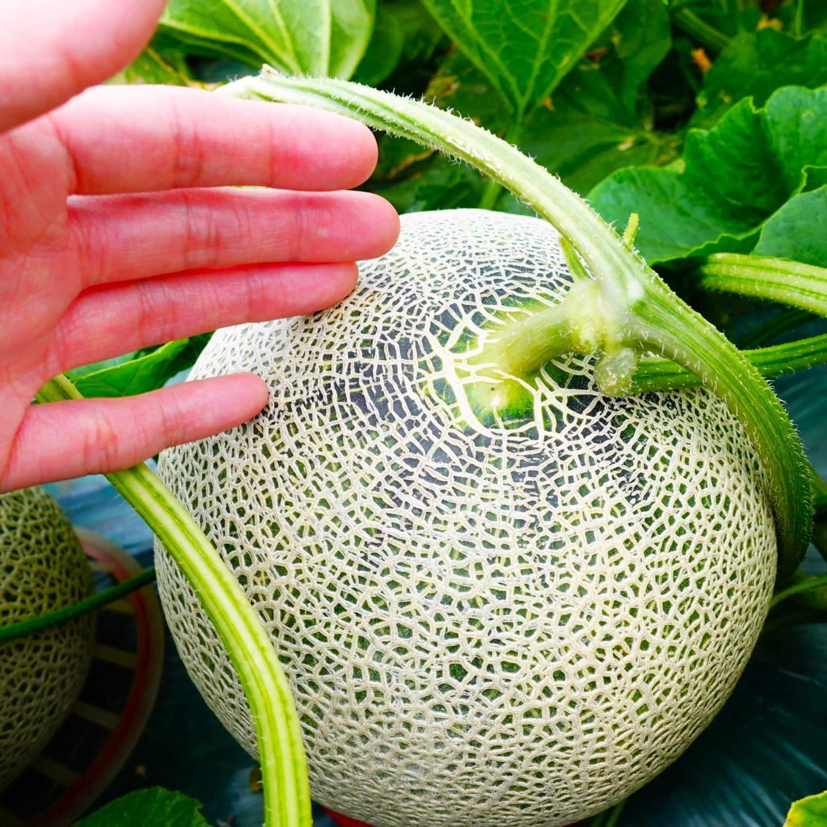 Furano Melon Harvesting / Furano — Hokkaido Xpert Travel