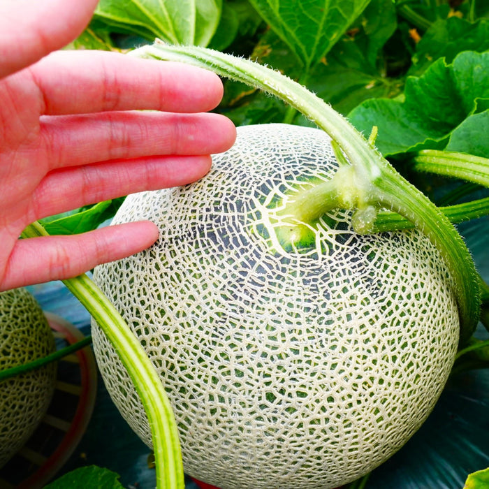 Furano Melon Harvesting / Furano