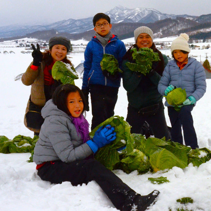 Cabbage tour in winter farm / Furano