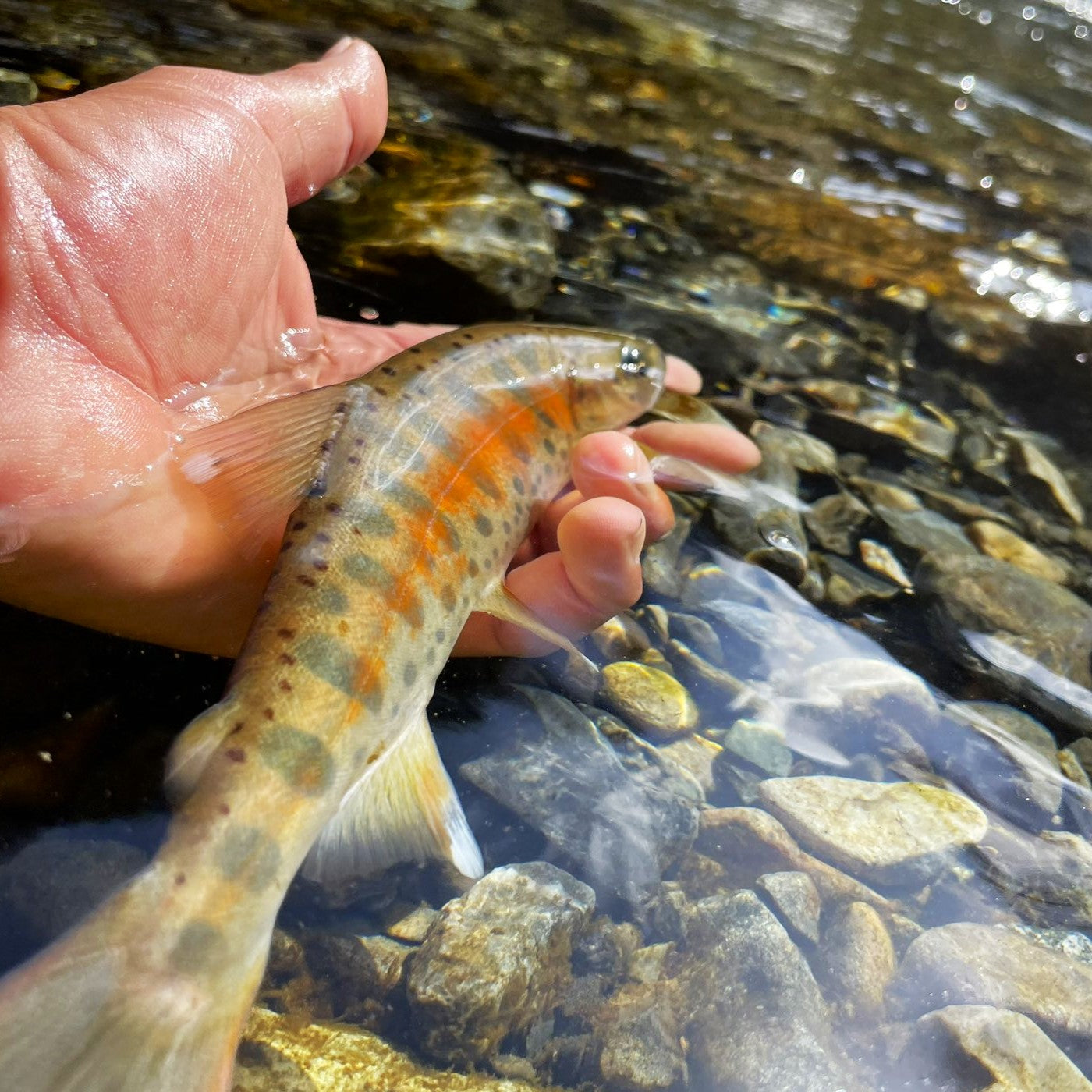 Fishing with local fishing guide (river fishing) / Niseko — Hokkaido ...